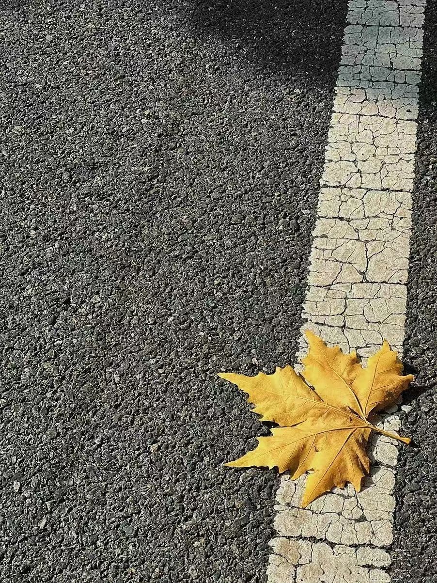 晚安师大｜不过四时一寸秋